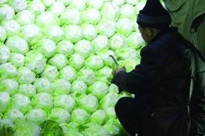 5 dấu hiệu nhận biết rau cải chứa Formaldehyde, người thông thái không bao giờ mua- Ảnh 1. 5 dấu hiệu nhận biết rau cải chứa Formaldehyde, người thông thái không bao giờ mua- Ảnh 1.