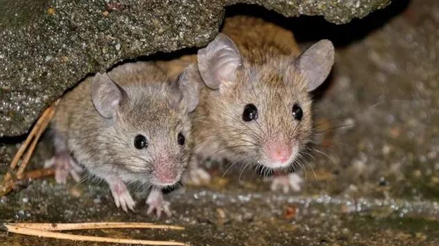 Trời lạnh l&agrave; chuột k&eacute;o v&agrave;o nh&agrave;: Chuy&ecirc;n gia bật m&iacute; c&aacute;ch đuổi chuột tự nhi&ecirc;n, kh&ocirc;ng cần h&oacute;a chất- Ảnh 2.