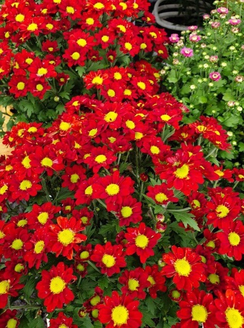 C&acirc;y Tết nh&agrave; gi&agrave;u m&ecirc; mệt: Hoa bung nở rực s&aacute;ng cả khung h&igrave;nh, chưng g&oacute;c n&agrave;o cũng đẹp sang v&ocirc; c&ugrave;ng tận- Ảnh 5.