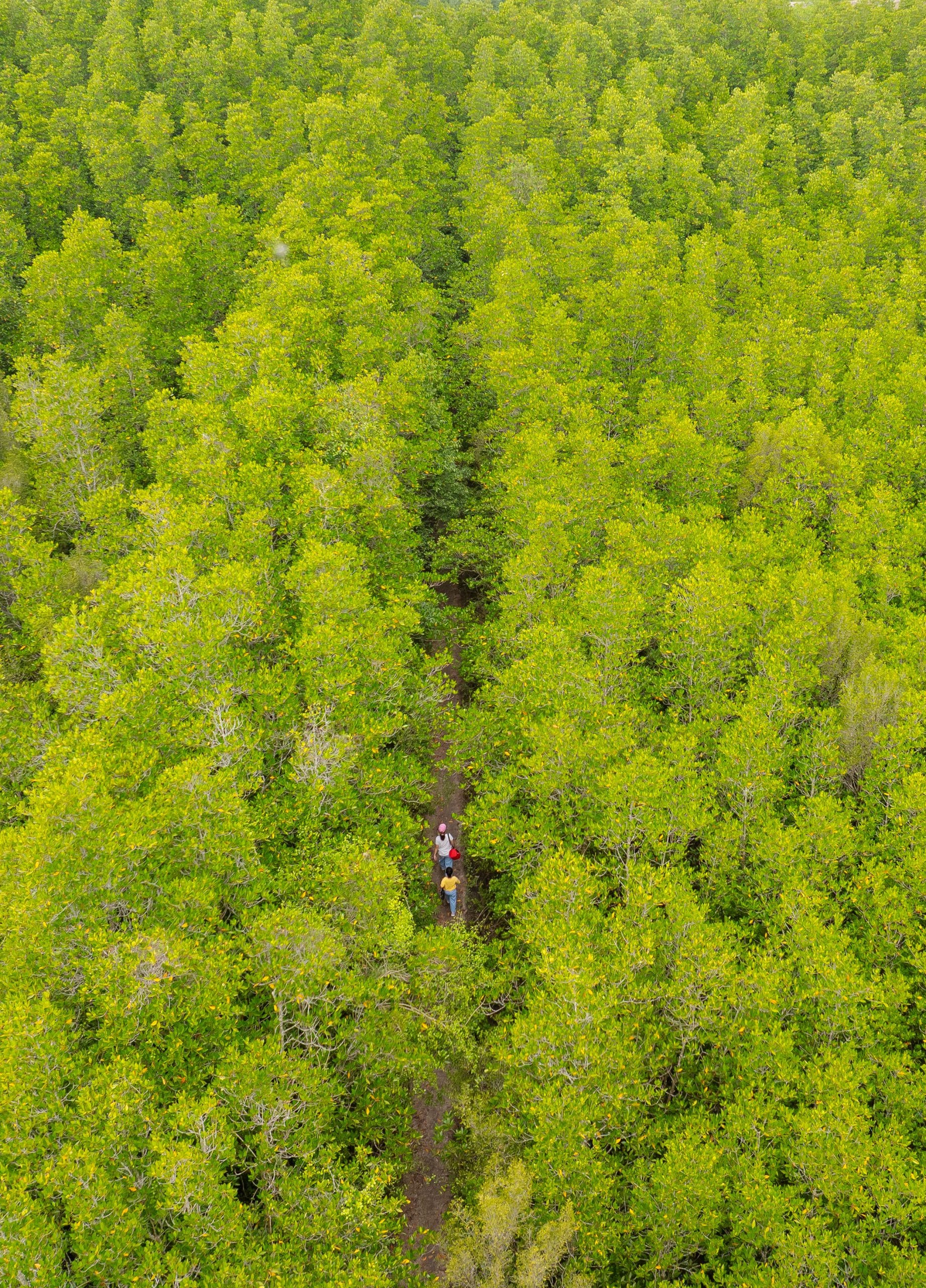 Ngọn núi ở TP.HCM cao hơn 10m: Được ví như "núi dễ leo nhất Việt Nam", xung quanh là hệ sinh thái hiếm có- Ảnh 5. Ngọn núi ở TP.HCM cao chỉ hơn 10m: Được ví như