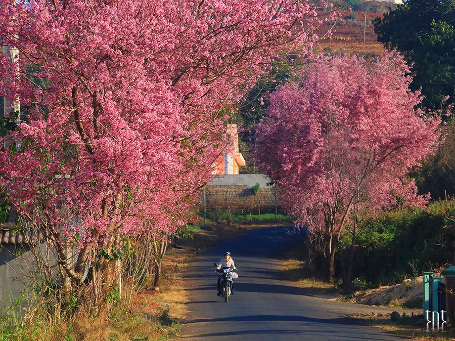 Đầu năm 2026, du lịch Đ&agrave; Lạt c&oacute; một việc &ldquo;chưa từng c&oacute; tiền lệ&rdquo;- Ảnh 10.