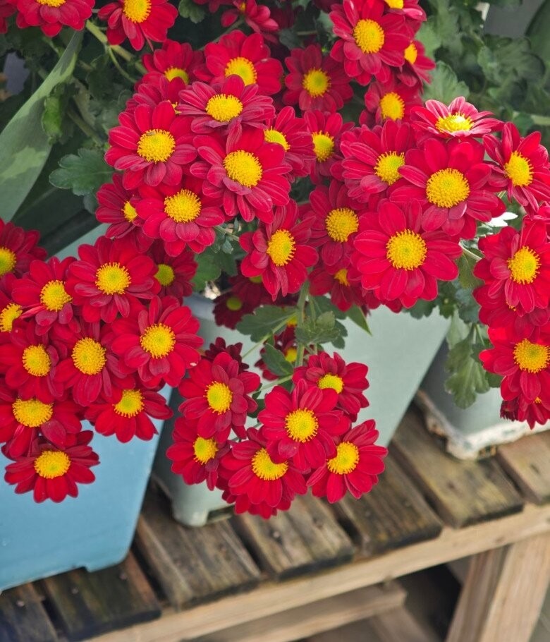 C&acirc;y Tết nh&agrave; gi&agrave;u m&ecirc; mệt: Hoa bung nở rực s&aacute;ng cả khung h&igrave;nh, chưng g&oacute;c n&agrave;o cũng đẹp sang v&ocirc; c&ugrave;ng tận- Ảnh 4.