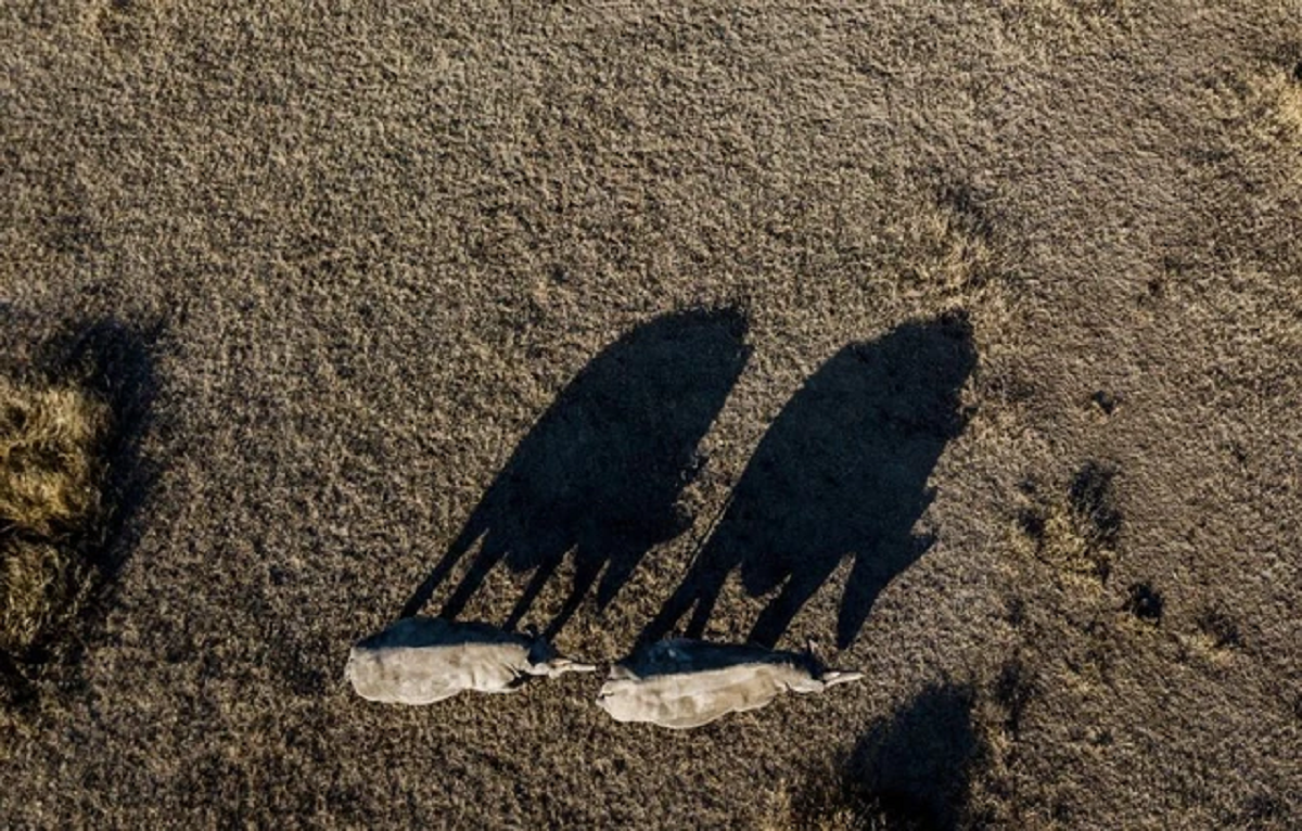 Lo&agrave;i vật qu&yacute; hiếm bậc nhất h&agrave;nh tinh, cả thế giới chỉ c&oacute; 2 c&aacute; thể "khổng lồ"- Ảnh 3.