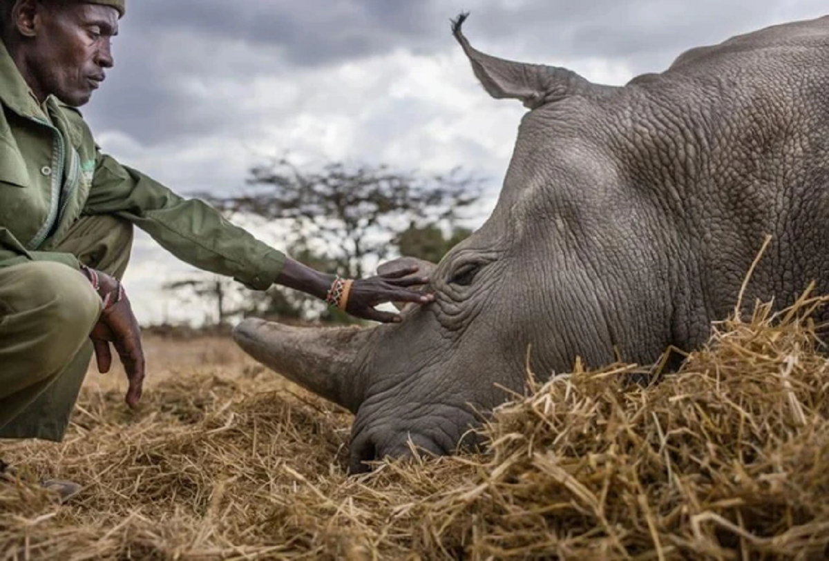 Lo&agrave;i vật qu&yacute; hiếm bậc nhất h&agrave;nh tinh, cả thế giới chỉ c&oacute; 2 c&aacute; thể "khổng lồ"- Ảnh 2.