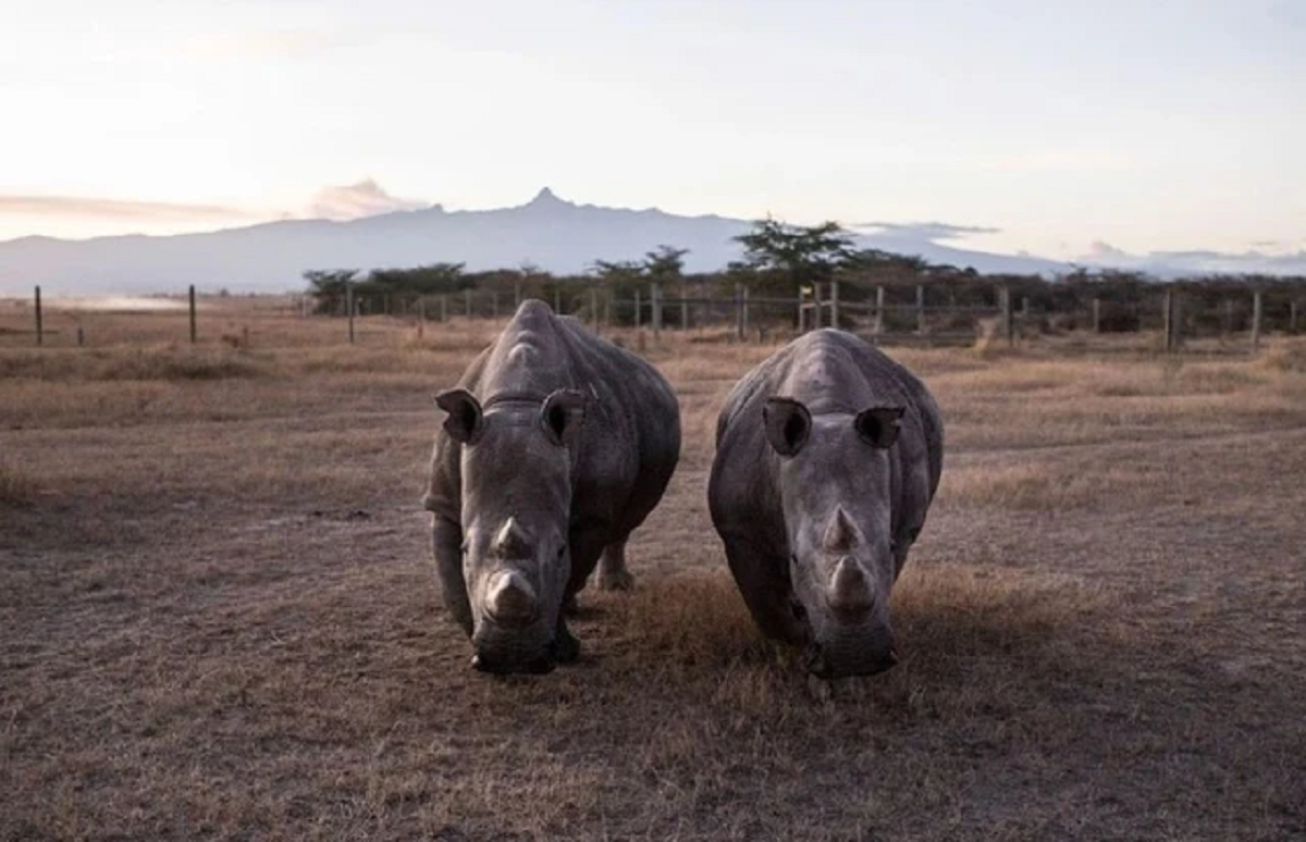 Lo&agrave;i vật qu&yacute; hiếm bậc nhất h&agrave;nh tinh, cả thế giới chỉ c&oacute; 2 c&aacute; thể "khổng lồ"- Ảnh 1.
