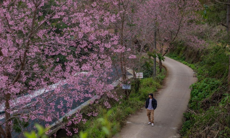 Đầu năm 2026, du lịch Đ&agrave; Lạt c&oacute; một việc &ldquo;chưa từng c&oacute; tiền lệ&rdquo;- Ảnh 7.