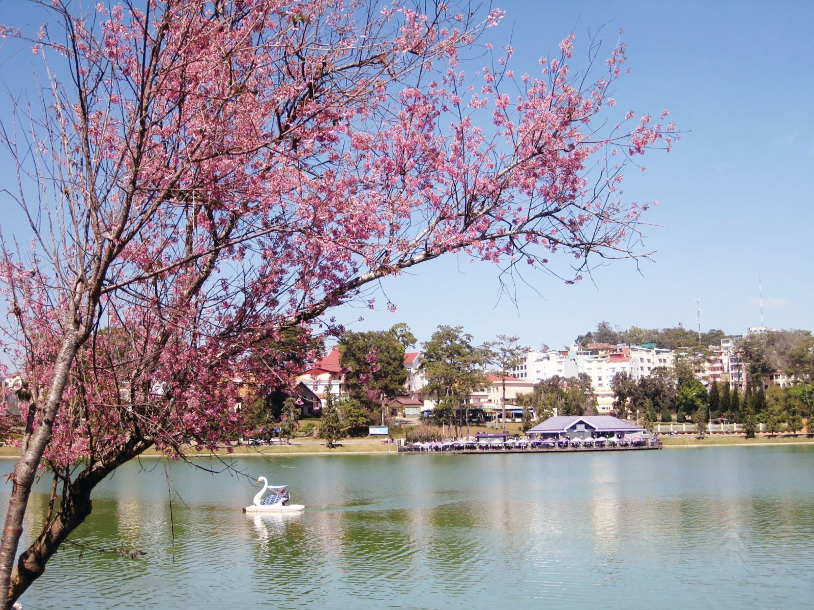 Đầu năm 2026, du lịch Đ&agrave; Lạt c&oacute; một việc &ldquo;chưa từng c&oacute; tiền lệ&rdquo;- Ảnh 2.