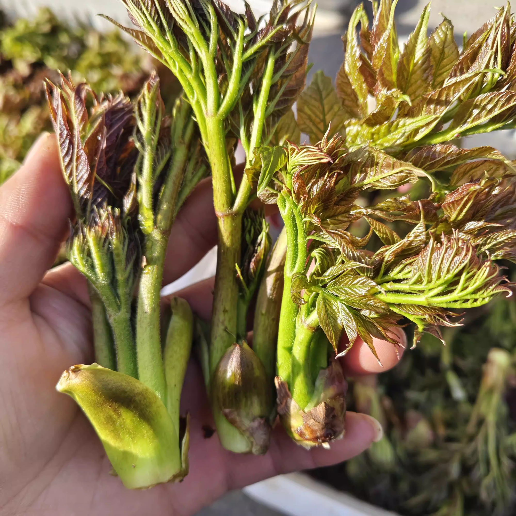 Thứ rau dại ở Việt Nam, Trung Quốc v&iacute; l&agrave; &ldquo;cao lương mỹ vị số 1 thế giới&rdquo;: Nấu kiểu n&agrave;y bao nhi&ecirc;u cũng hết- Ảnh 3.