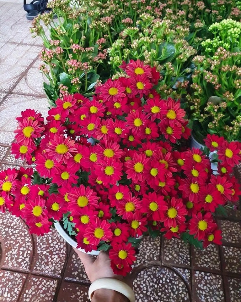 C&acirc;y Tết nh&agrave; gi&agrave;u m&ecirc; mệt: Hoa bung nở rực s&aacute;ng cả khung h&igrave;nh, chưng g&oacute;c n&agrave;o cũng đẹp sang v&ocirc; c&ugrave;ng tận- Ảnh 6.