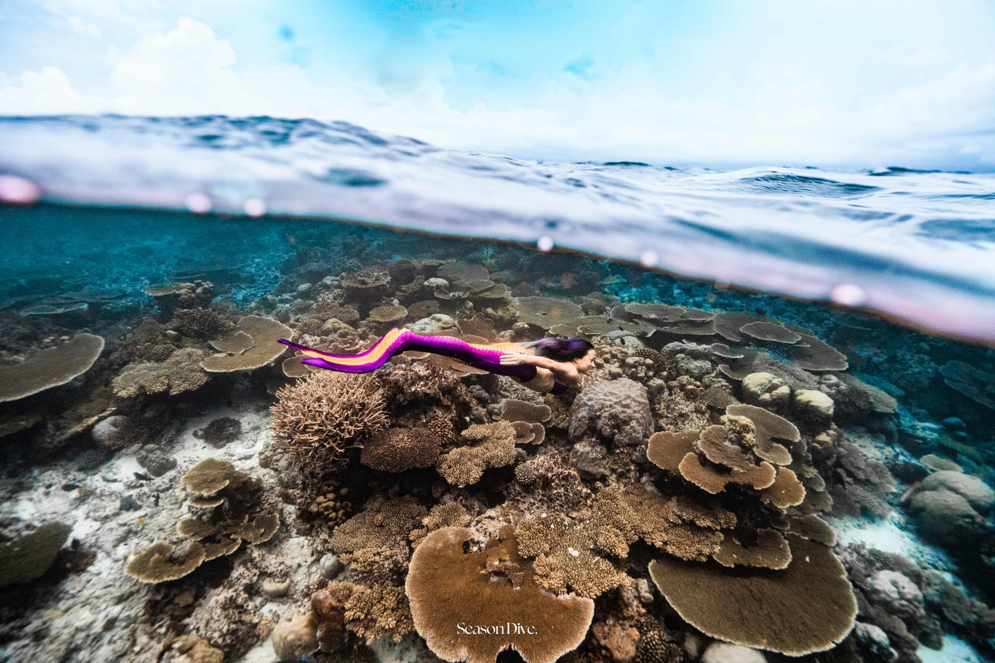 Gặp gỡ n&agrave;ng ti&ecirc;n c&aacute;- Ảnh 1.