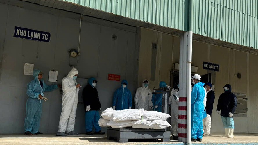 Vụ tuồn lợn dịch v&agrave;o Cty Đồ hộp Hạ Long: Tạm giữ c&aacute;n bộ kiểm dịch để x&aacute;c minh h&agrave;nh vi nhận hối lộ- Ảnh 6.