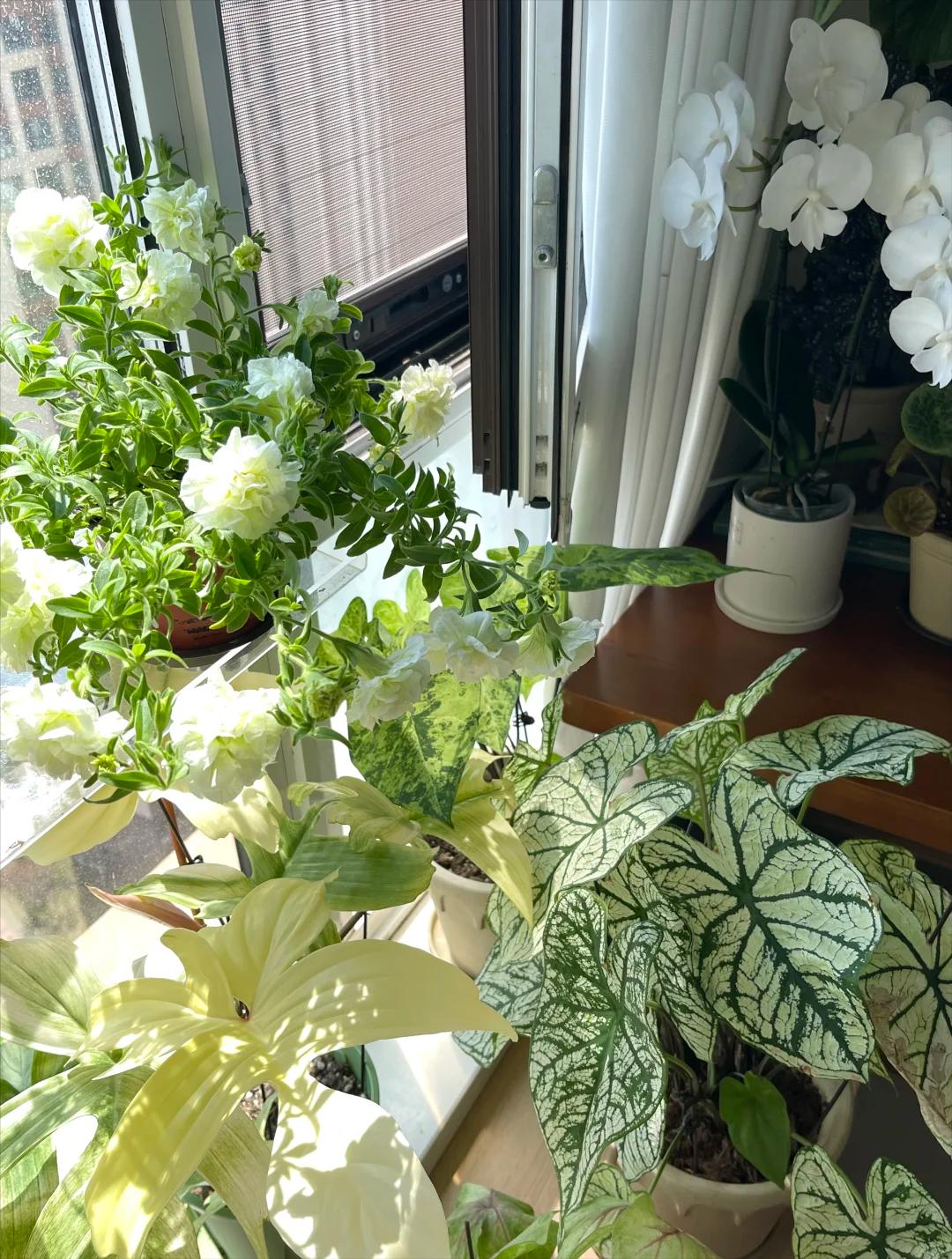 Kh&ocirc;ng nh&agrave; vườn, kh&ocirc;ng biệt thự: Ban c&ocirc;ng của b&agrave; mẹ trẻ khiến h&agrave;ng ngh&igrave;n người muốn sống chậm lại- Ảnh 6.