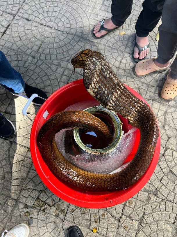 R&ugrave;ng m&igrave;nh ph&aacute;t hiện b&igrave;nh thủy tinh chứa rắn hổ mang ch&uacute;a tr&ecirc;n &ocirc; t&ocirc;: Khởi tố Phạm Duy Thuyết- Ảnh 2.