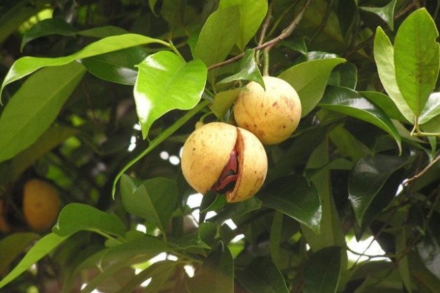 Một loại gia vị triệu đ&ocirc; thế giới rất hiếm nhưng Việt Nam trồng bạt ng&agrave;n: Thu về gần 33 triệu USD, 31 quốc gia li&ecirc;n tục săn đ&oacute;n- Ảnh 1.