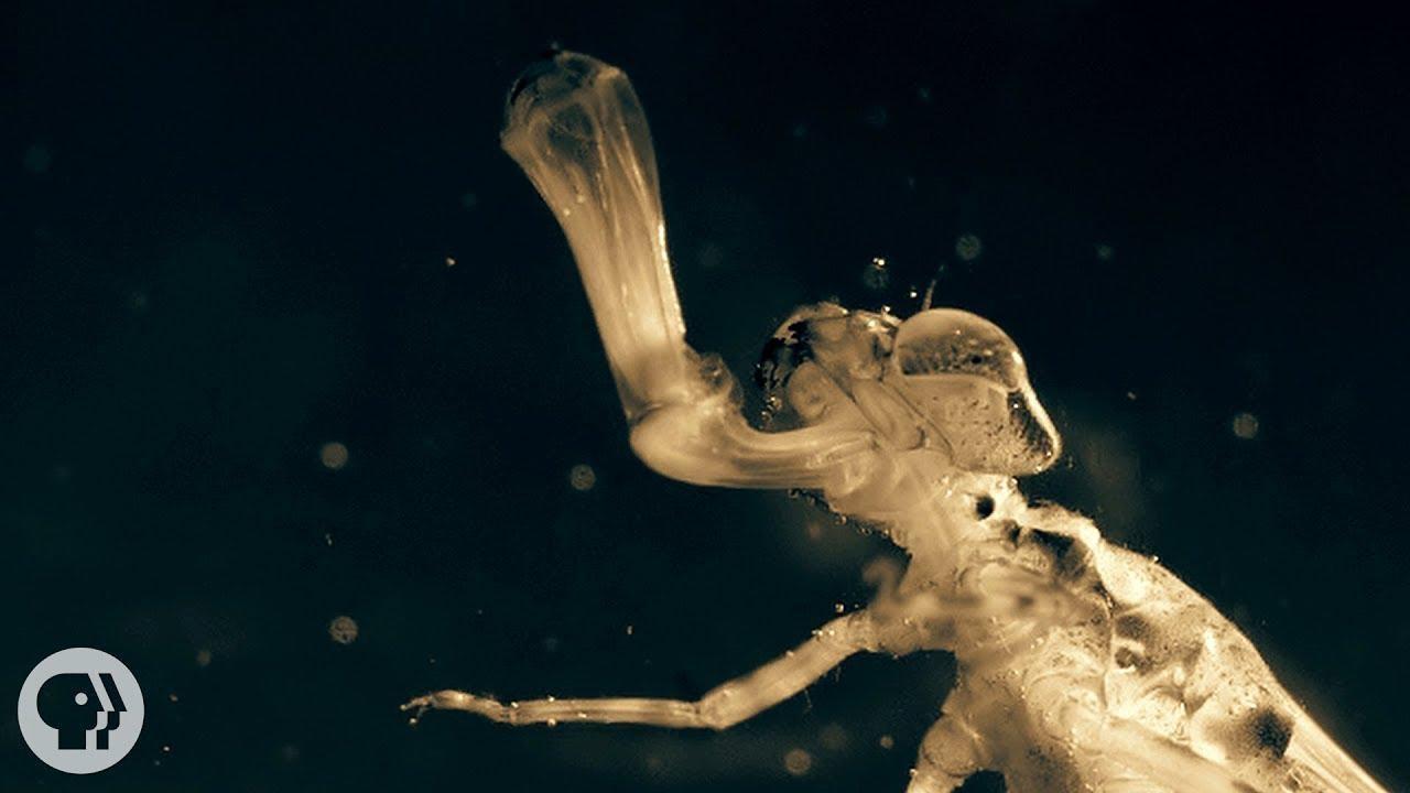 Một sinh vật lạ tr&ocirc;ng giống ch&acirc;u chấu đ&atilde; xuất hiện trong bể c&aacute; v&agrave; bơi cực nhanh, cư d&acirc;n mạng cảnh b&aacute;o nếu kh&ocirc;ng bắt nhanh n&oacute; sẽ ăn hết c&aacute;- Ảnh 4.