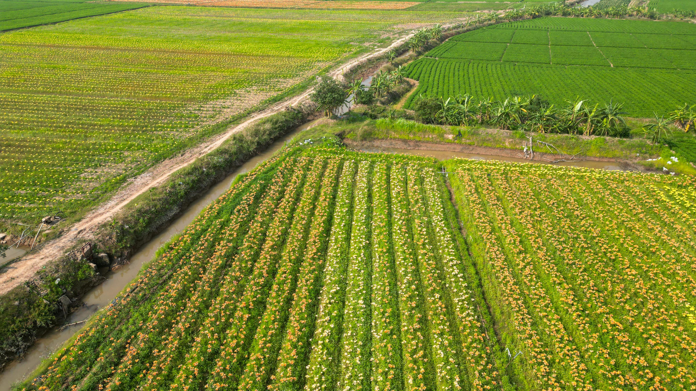 Ngỡ ng&agrave;ng c&aacute;nh đồng hoa ly b&ecirc;n s&ocirc;ng Kinh Thầy- Ảnh 1.