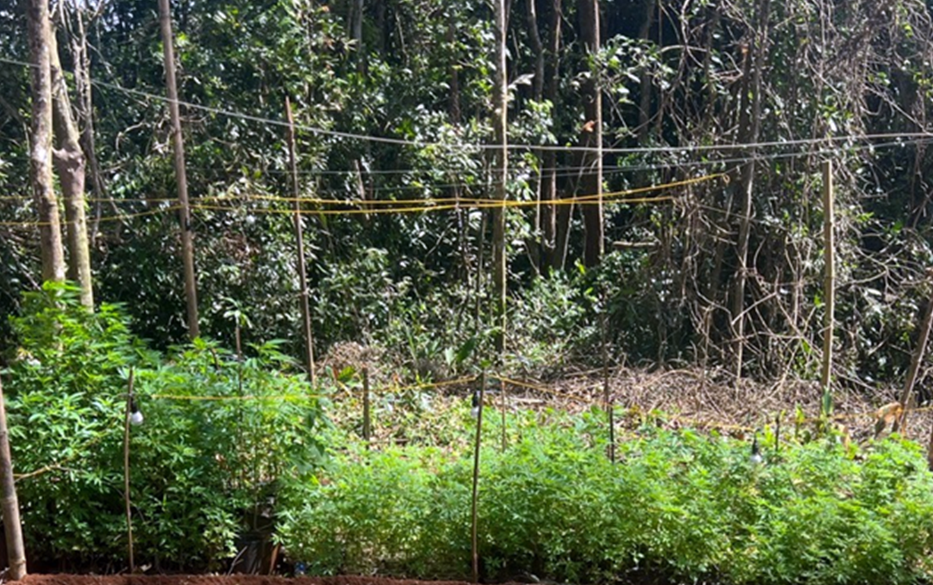 Ph&aacute;t hiện 'ruộng' cần sa giữa rừng s&acirc;u ở L&acirc;m Đồng- Ảnh 1.