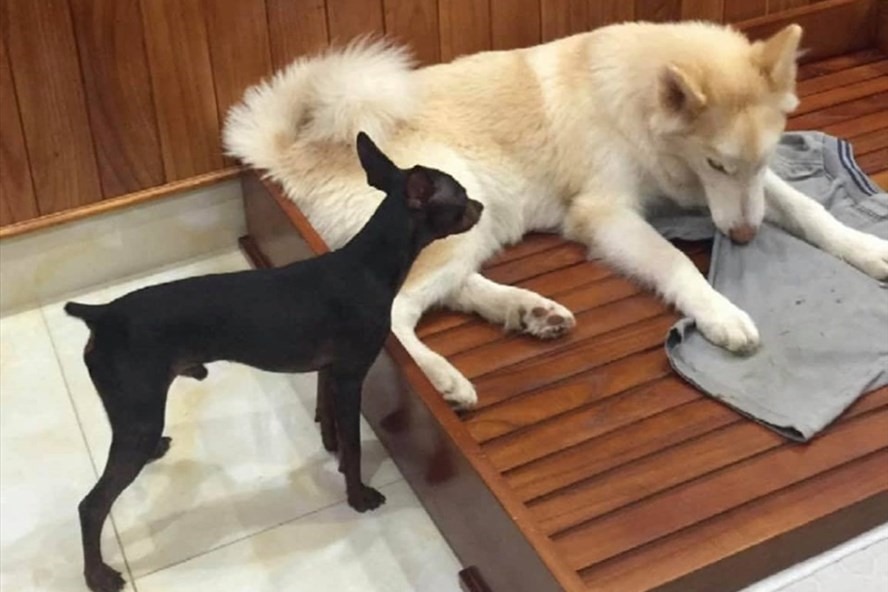 4 vật v&agrave;o nh&agrave; l&agrave; điềm b&aacute;o chuyện tốt l&agrave;nh, đuổi đi dễ mất lộc như chơi- Ảnh 1.