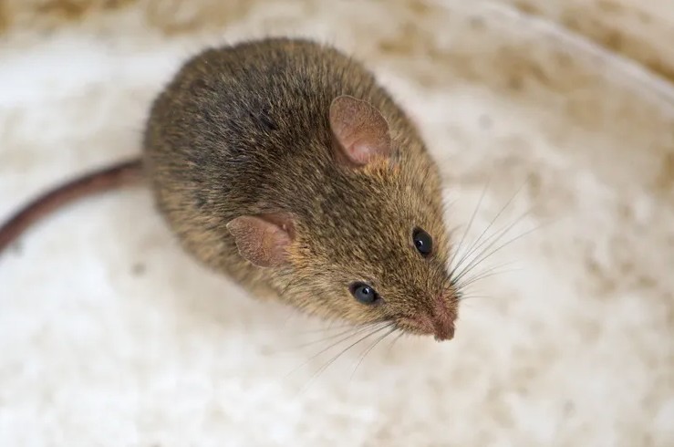 L&yacute; do chuột, nhện, gi&aacute;n &ldquo;tổng tấn c&ocirc;ng&rdquo; nh&agrave; bạn m&ugrave;a đ&ocirc;ng v&agrave; c&aacute;ch ngăn ch&uacute;ng lại- Ảnh 1.