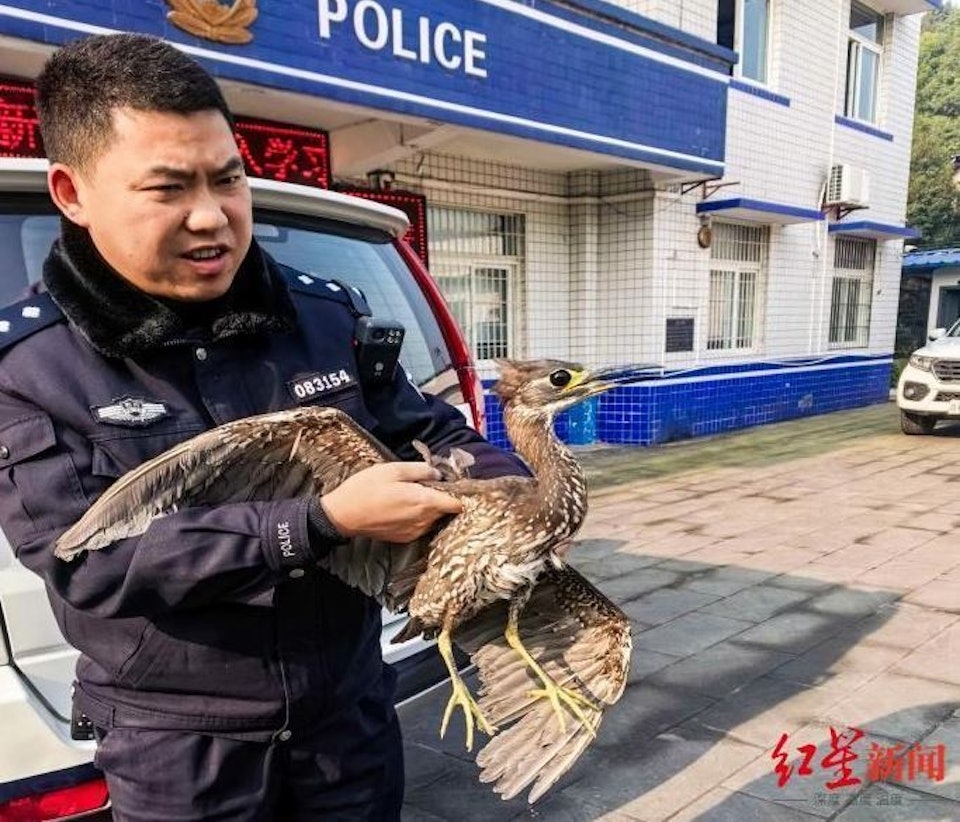 Đi c&acirc;u c&aacute;, người đ&agrave;n &ocirc;ng bắt được con chim "b&iacute; ẩn"- Ảnh 2.