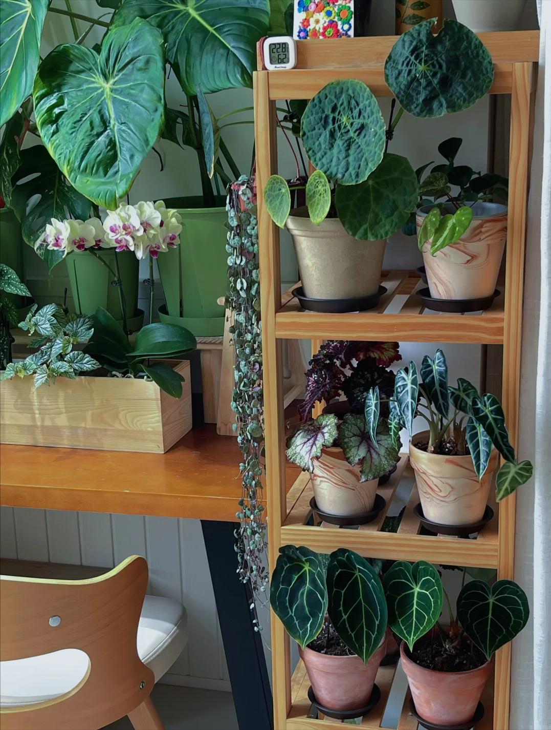 Kh&ocirc;ng nh&agrave; vườn, kh&ocirc;ng biệt thự: Ban c&ocirc;ng của b&agrave; mẹ trẻ khiến h&agrave;ng ngh&igrave;n người muốn sống chậm lại- Ảnh 1.