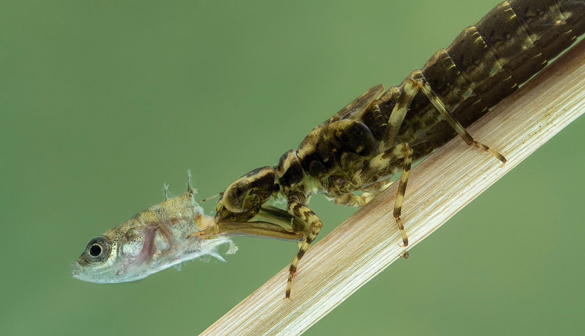 Một sinh vật lạ tr&ocirc;ng giống ch&acirc;u chấu đ&atilde; xuất hiện trong bể c&aacute; v&agrave; bơi cực nhanh, cư d&acirc;n mạng cảnh b&aacute;o nếu kh&ocirc;ng bắt nhanh n&oacute; sẽ ăn hết c&aacute;- Ảnh 5.