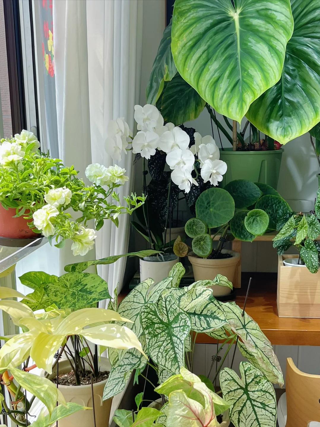 Kh&ocirc;ng nh&agrave; vườn, kh&ocirc;ng biệt thự: Ban c&ocirc;ng của b&agrave; mẹ trẻ khiến h&agrave;ng ngh&igrave;n người muốn sống chậm lại- Ảnh 5.