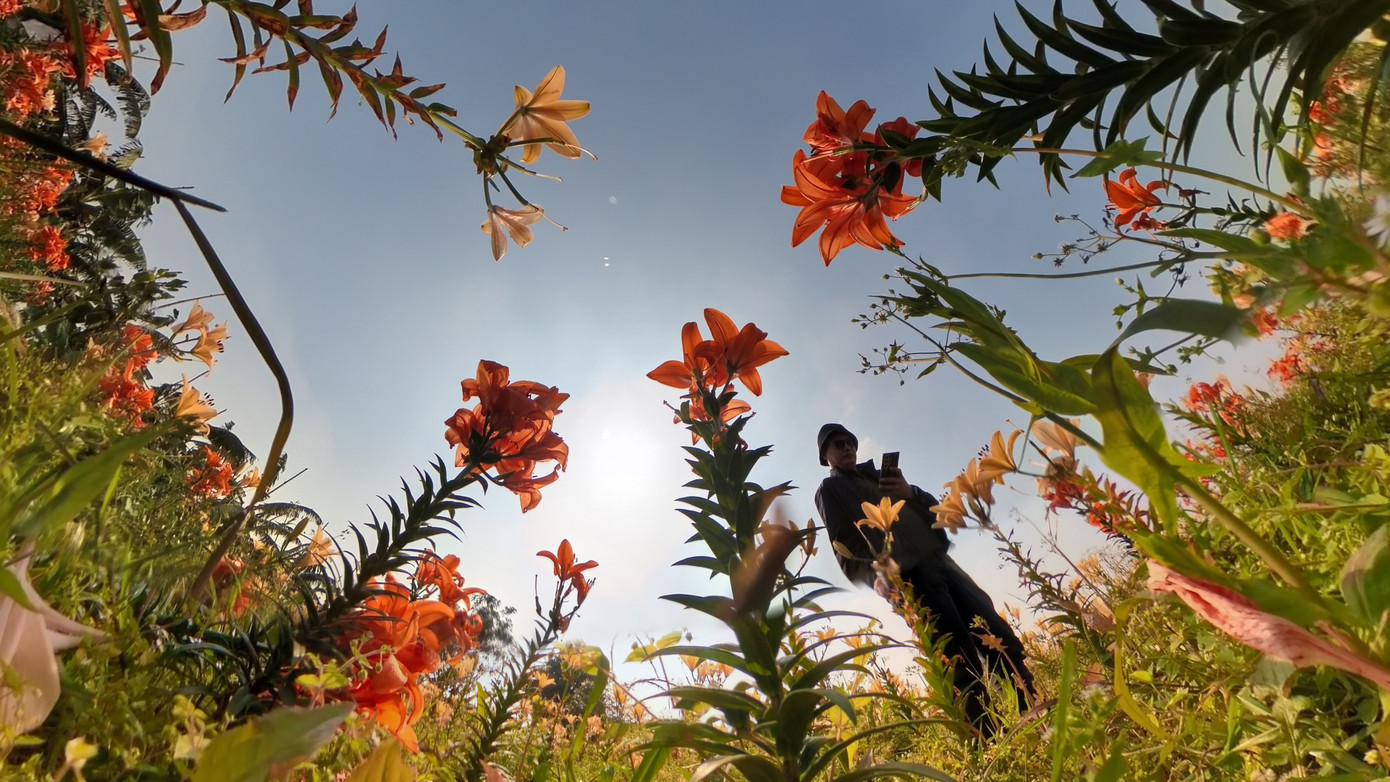 Ngỡ ng&agrave;ng c&aacute;nh đồng hoa ly b&ecirc;n s&ocirc;ng Kinh Thầy- Ảnh 2.
