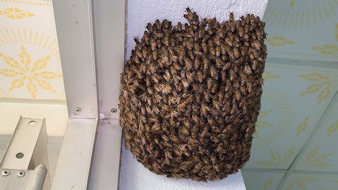 4 vật v&agrave;o nh&agrave; l&agrave; điềm b&aacute;o chuyện tốt l&agrave;nh, đuổi đi dễ mất lộc như chơi- Ảnh 2.