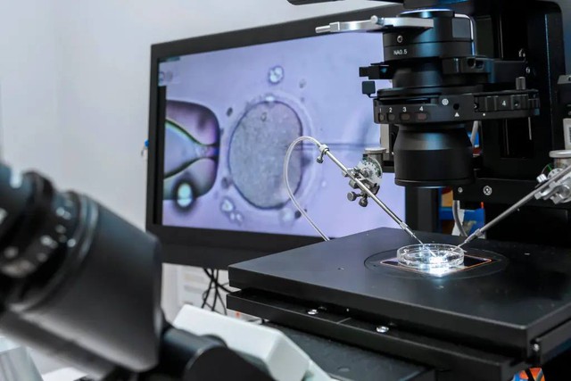 C&aacute;c nh&agrave; khoa học t&igrave;m ra c&aacute;ch &ldquo;trẻ h&oacute;a&rdquo; trứng cho IVF C&aacute;nh cửa mới cho phụ nữ mang thai sau tuổi 40- Ảnh 2.