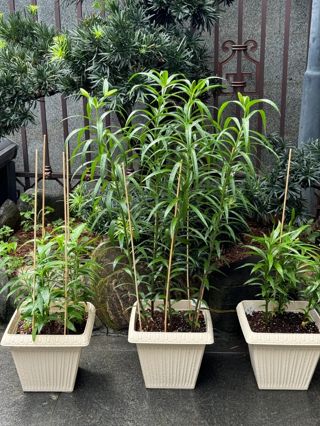 "N&agrave;ng thơ" Ludwina: Đ&oacute;a ly m&agrave;u nắng khiến hội y&ecirc;u hoa vừa y&ecirc;u vừa hận, muốn chơi Tết phải lưu &yacute; ngay kẻo "vỡ mộng"- Ảnh 21.