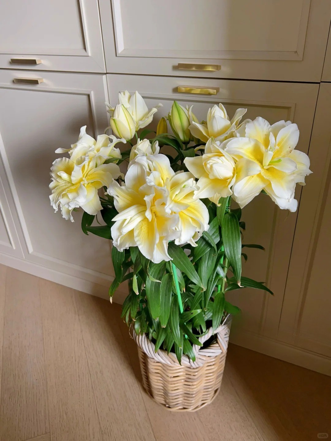 "N&agrave;ng thơ" Ludwina: Đ&oacute;a ly m&agrave;u nắng khiến hội y&ecirc;u hoa vừa y&ecirc;u vừa hận, muốn chơi Tết phải lưu &yacute; ngay kẻo "vỡ mộng"- Ảnh 4.