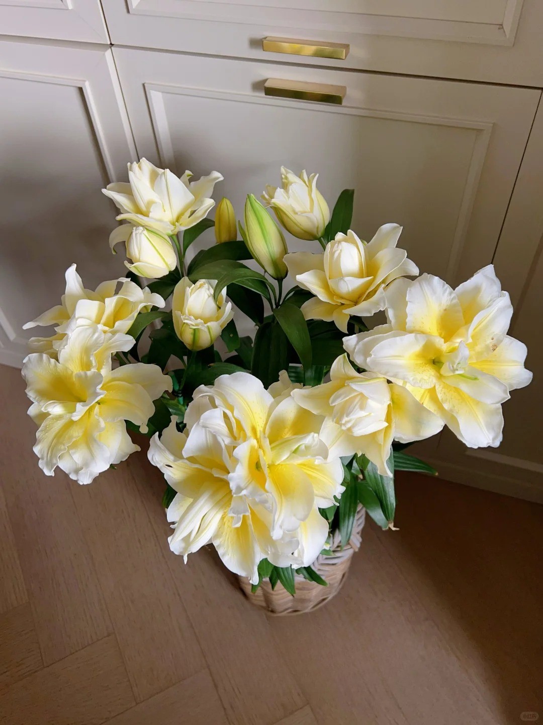 "N&agrave;ng thơ" Ludwina: Đ&oacute;a ly m&agrave;u nắng khiến hội y&ecirc;u hoa vừa y&ecirc;u vừa hận, muốn chơi Tết phải lưu &yacute; ngay kẻo "vỡ mộng"- Ảnh 3.