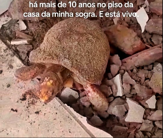 Đập s&agrave;n nh&agrave; để sửa chữa, gia đ&igrave;nh bất ngờ ph&aacute;t hiện thứ vẫn &ldquo;sống&rdquo; dưới đ&oacute; suốt 10 năm- Ảnh 3.