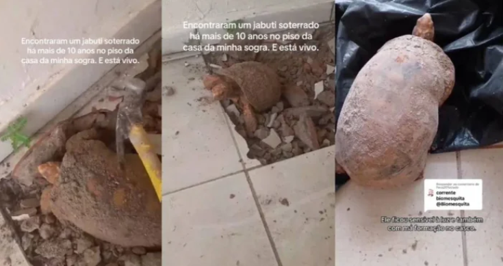 Đập s&agrave;n nh&agrave; để sửa chữa, gia đ&igrave;nh bất ngờ ph&aacute;t hiện thứ vẫn &ldquo;sống&rdquo; dưới đ&oacute; suốt 10 năm- Ảnh 1.