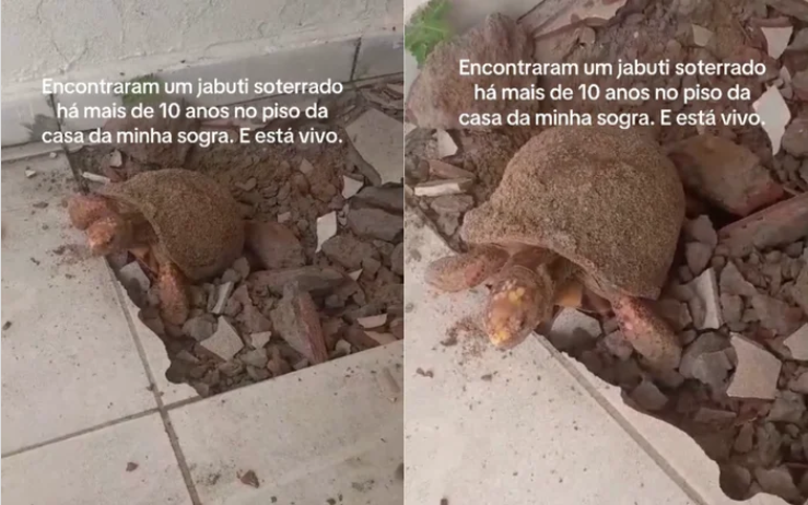 Đập s&agrave;n nh&agrave; để sửa chữa, gia đ&igrave;nh bất ngờ ph&aacute;t hiện thứ vẫn &ldquo;sống&rdquo; dưới đ&oacute; suốt 10 năm- Ảnh 2.