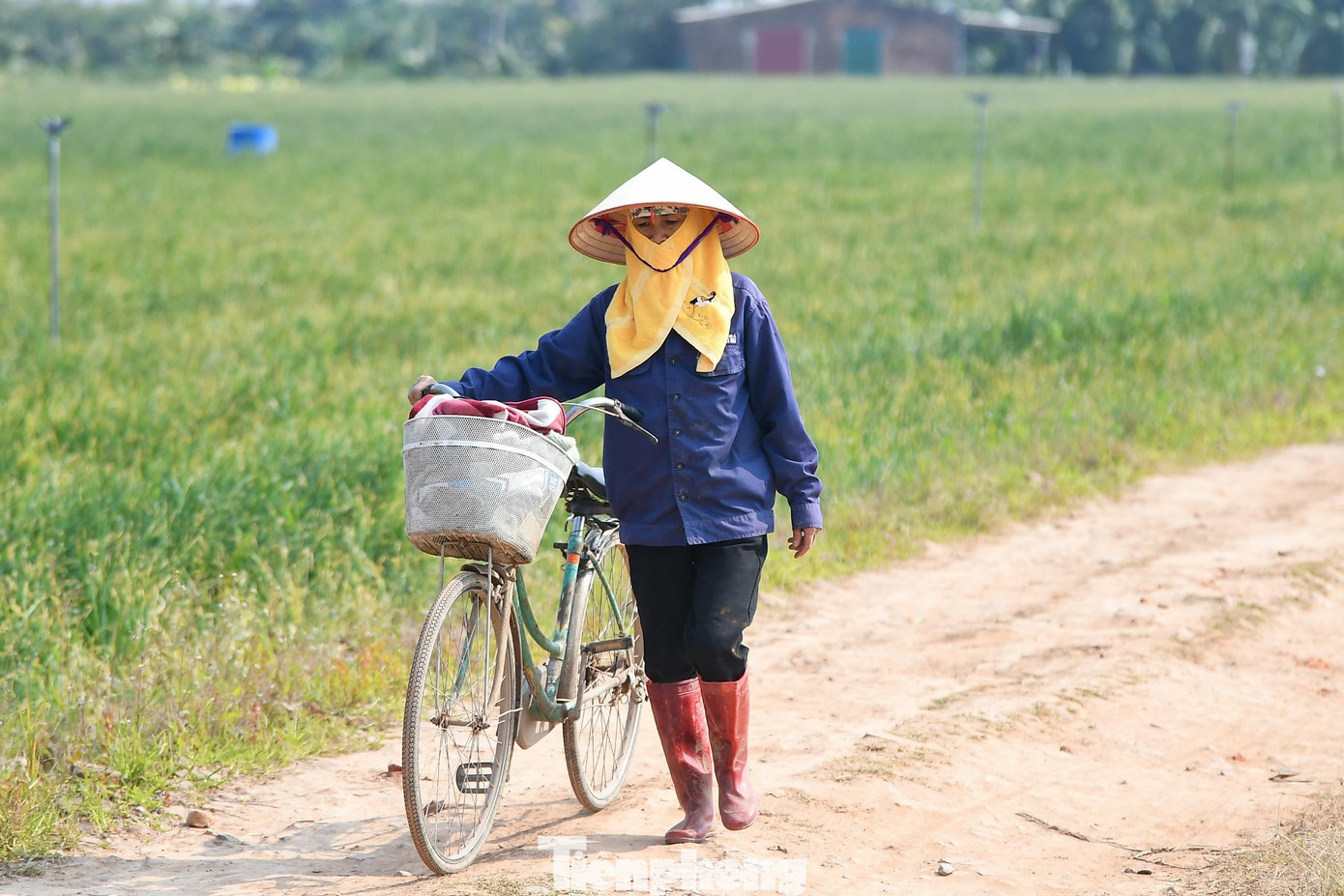 Ngỡ ng&agrave;ng c&aacute;nh đồng hoa ly b&ecirc;n s&ocirc;ng Kinh Thầy- Ảnh 3.