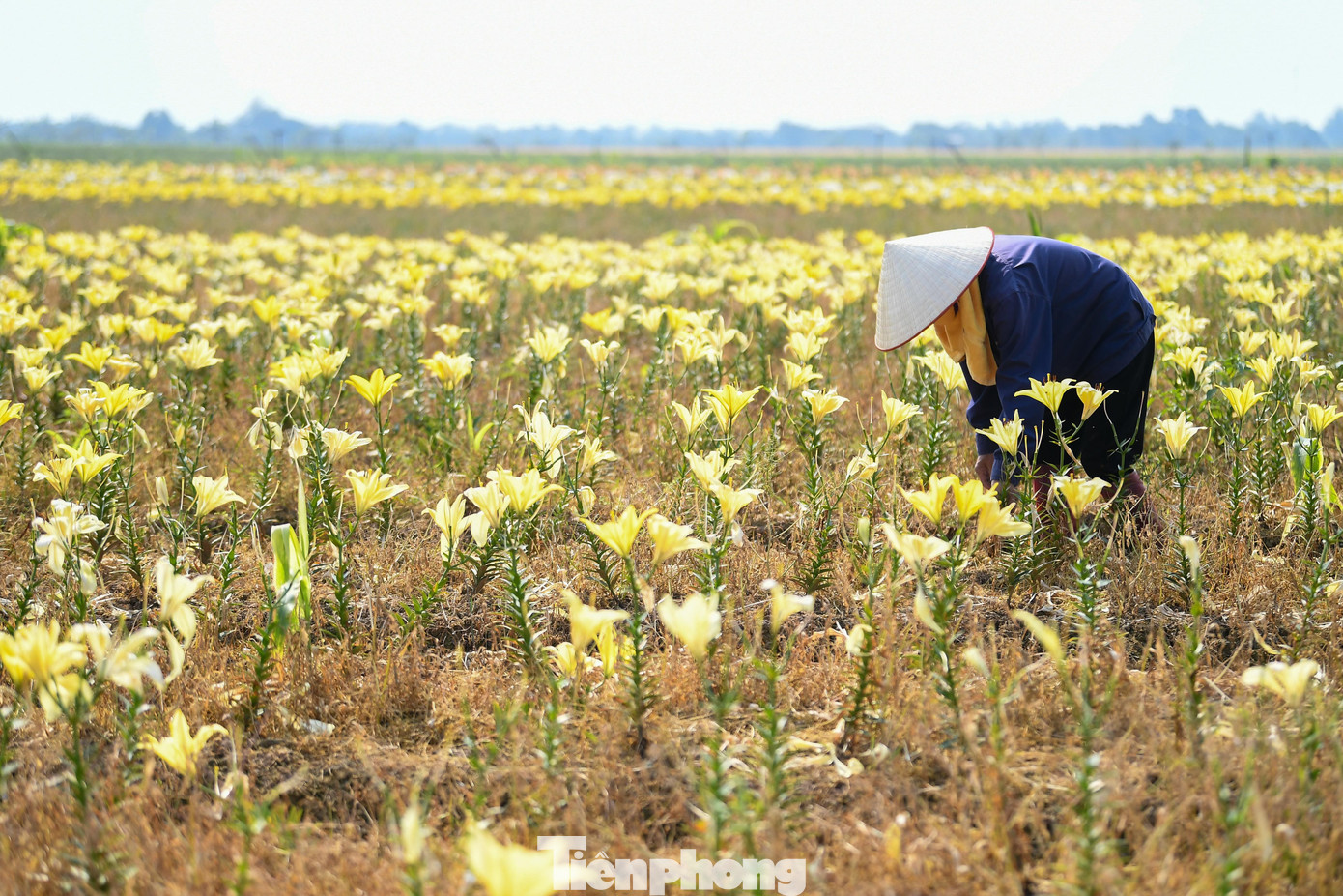 Ngỡ ng&agrave;ng c&aacute;nh đồng hoa ly b&ecirc;n s&ocirc;ng Kinh Thầy- Ảnh 4.