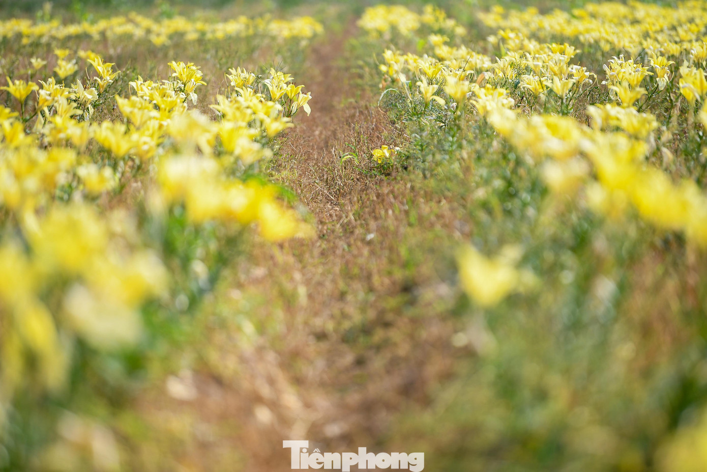 Ngỡ ng&agrave;ng c&aacute;nh đồng hoa ly b&ecirc;n s&ocirc;ng Kinh Thầy- Ảnh 8.