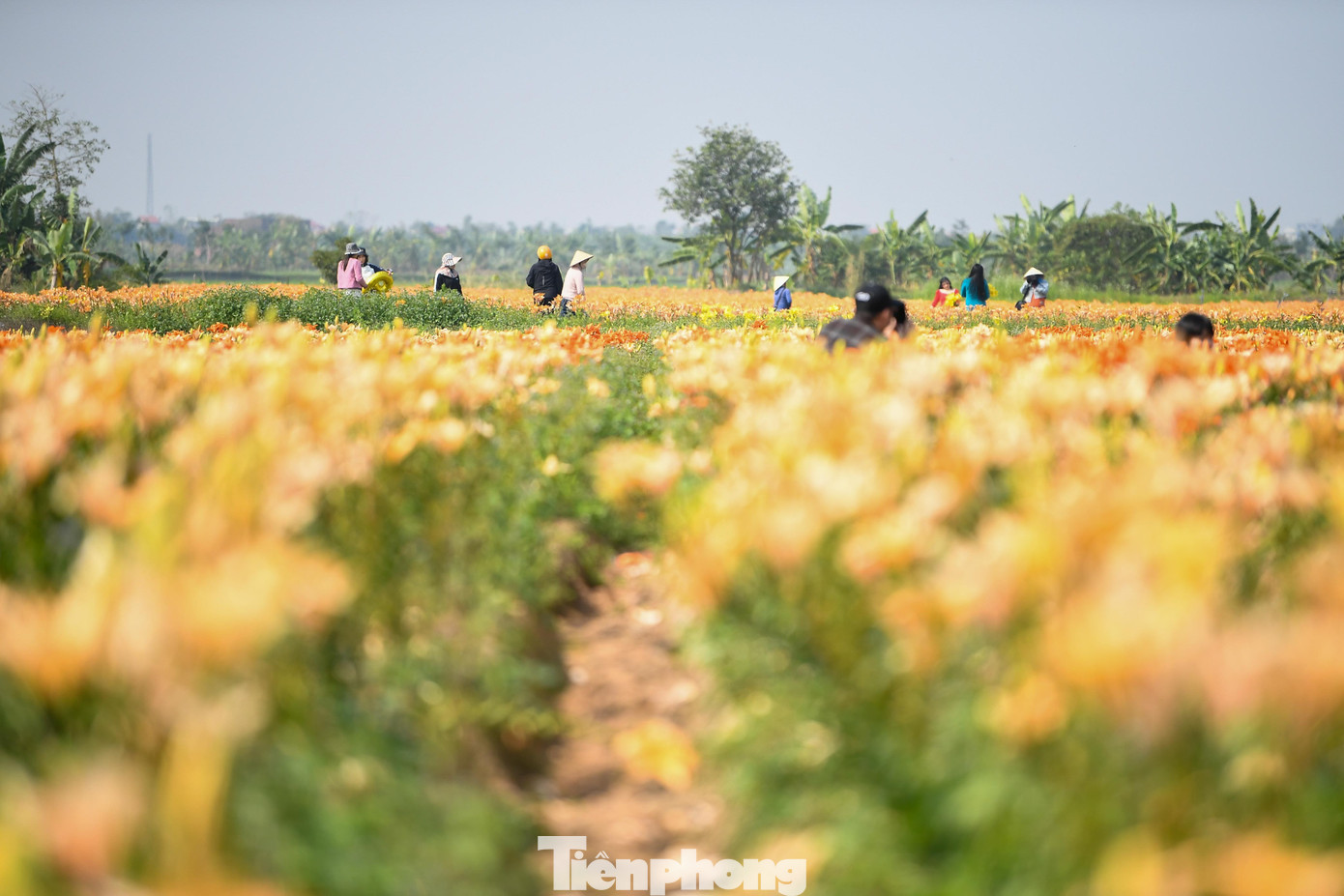 Ngỡ ng&agrave;ng c&aacute;nh đồng hoa ly b&ecirc;n s&ocirc;ng Kinh Thầy- Ảnh 16.