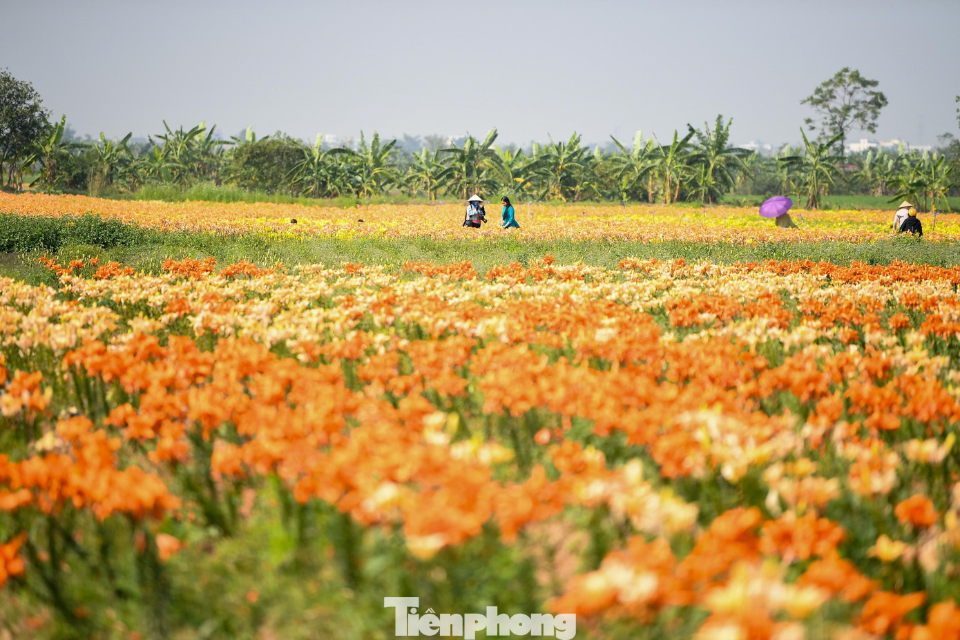 Ngỡ ng&agrave;ng c&aacute;nh đồng hoa ly b&ecirc;n s&ocirc;ng Kinh Thầy- Ảnh 15.