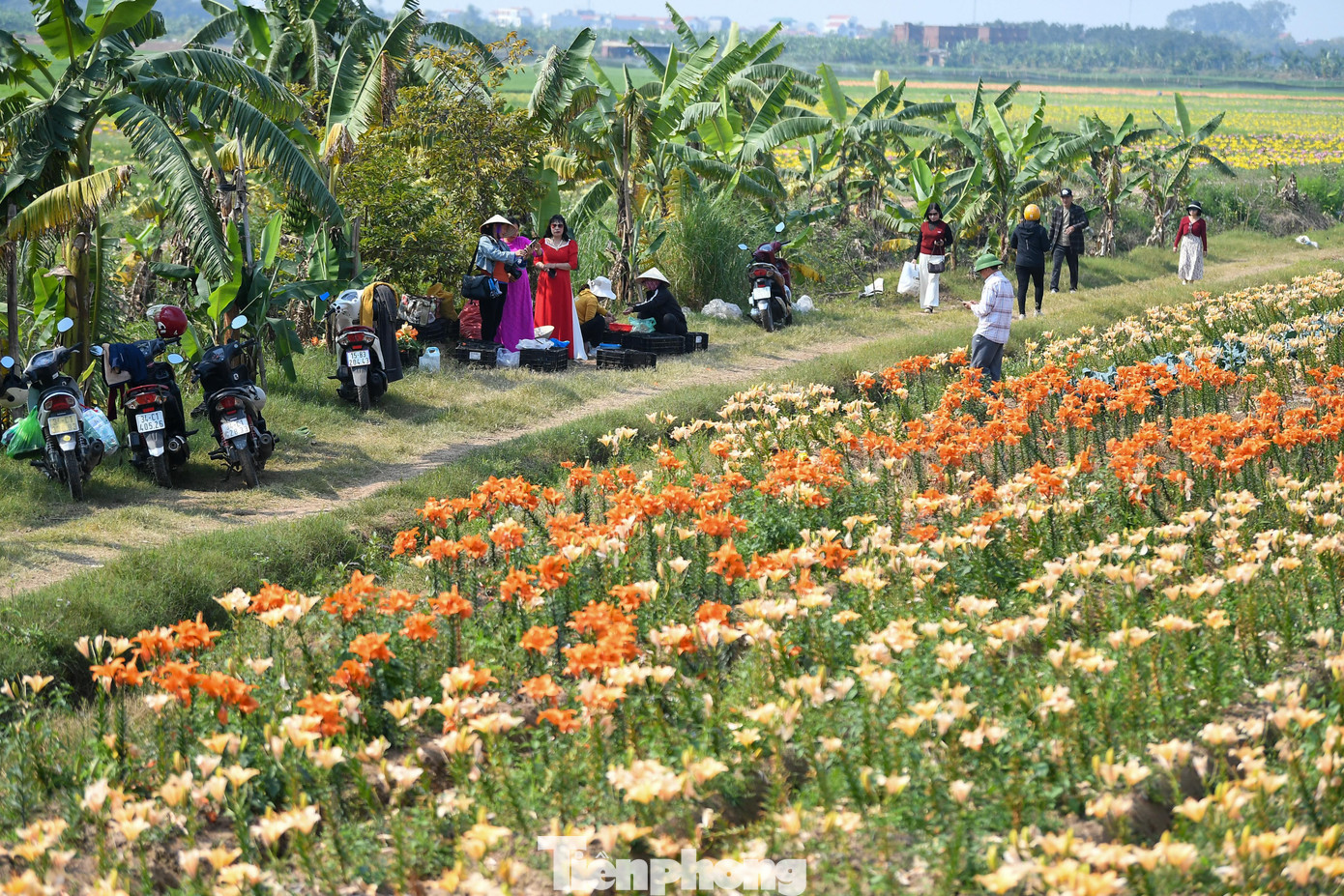 Ngỡ ng&agrave;ng c&aacute;nh đồng hoa ly b&ecirc;n s&ocirc;ng Kinh Thầy- Ảnh 13.