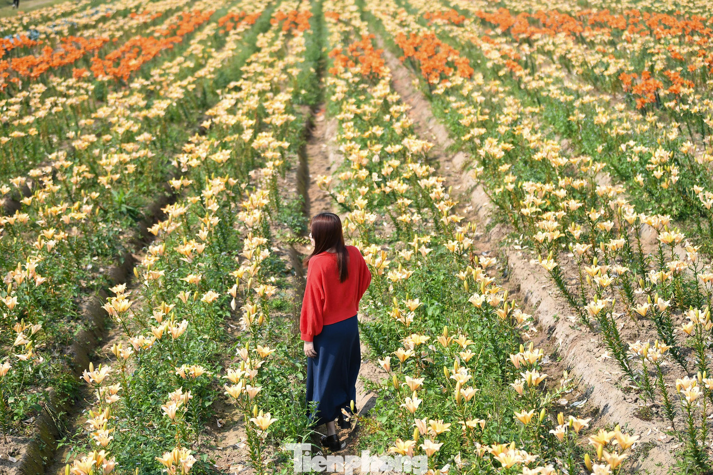 Ngỡ ng&agrave;ng c&aacute;nh đồng hoa ly b&ecirc;n s&ocirc;ng Kinh Thầy- Ảnh 14.