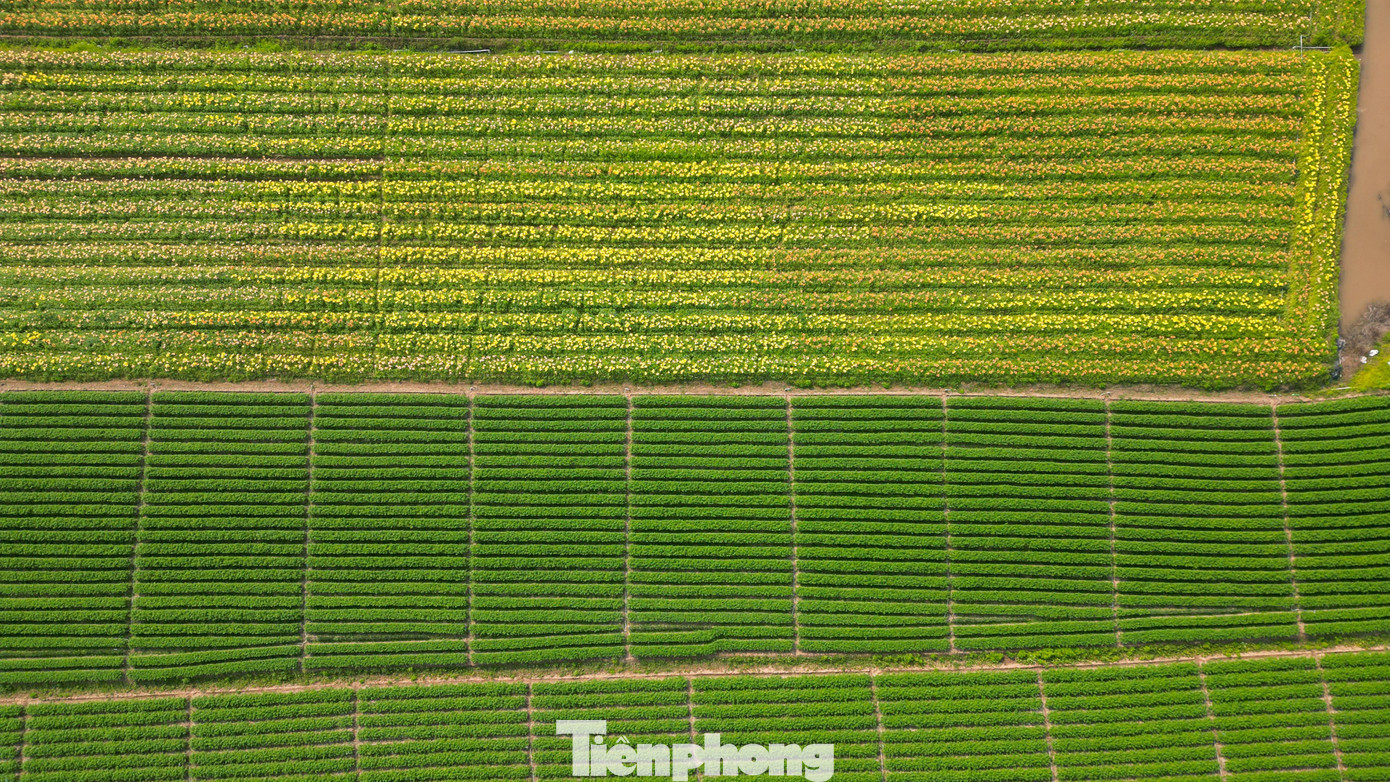 Ngỡ ng&agrave;ng c&aacute;nh đồng hoa ly b&ecirc;n s&ocirc;ng Kinh Thầy- Ảnh 12.