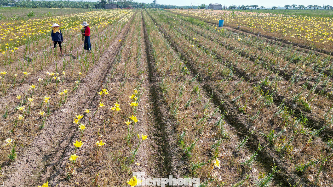 Ngỡ ng&agrave;ng c&aacute;nh đồng hoa ly b&ecirc;n s&ocirc;ng Kinh Thầy- Ảnh 7.