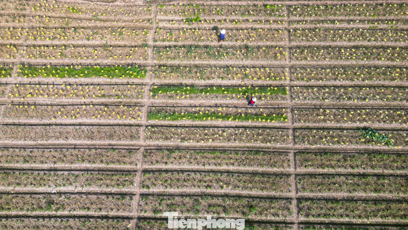 Ngỡ ng&agrave;ng c&aacute;nh đồng hoa ly b&ecirc;n s&ocirc;ng Kinh Thầy- Ảnh 6.