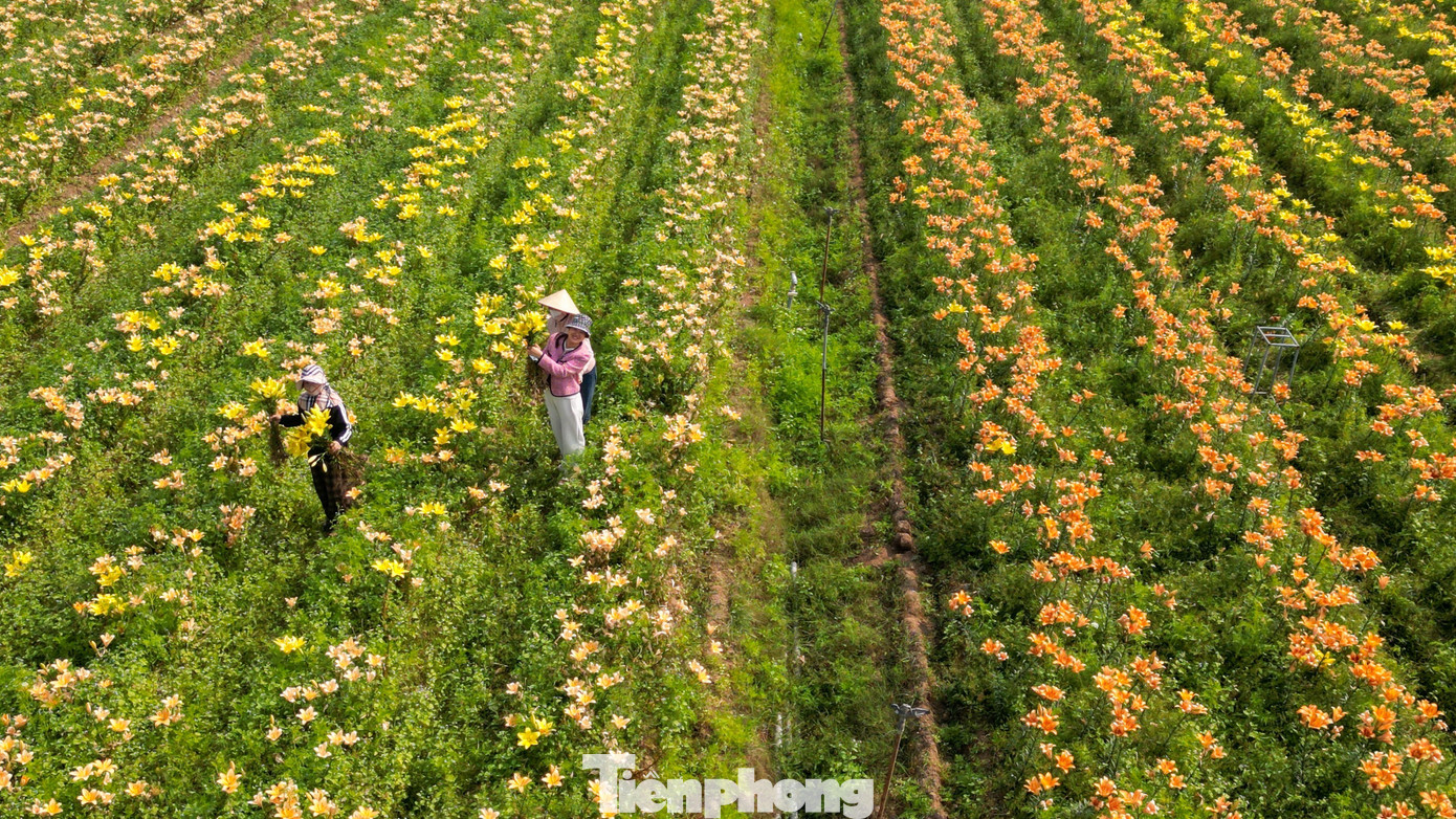 Ngỡ ng&agrave;ng c&aacute;nh đồng hoa ly b&ecirc;n s&ocirc;ng Kinh Thầy- Ảnh 10.