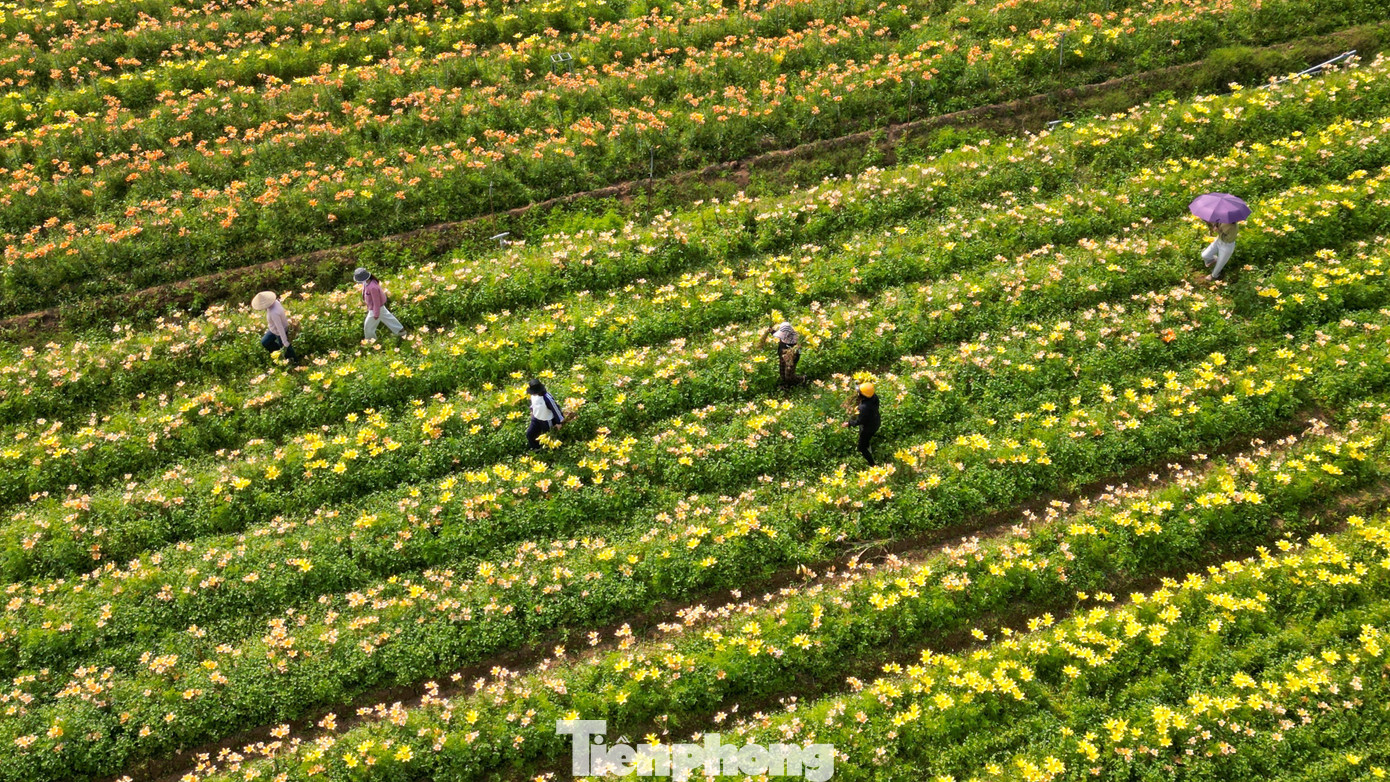 Ngỡ ng&agrave;ng c&aacute;nh đồng hoa ly b&ecirc;n s&ocirc;ng Kinh Thầy- Ảnh 9.