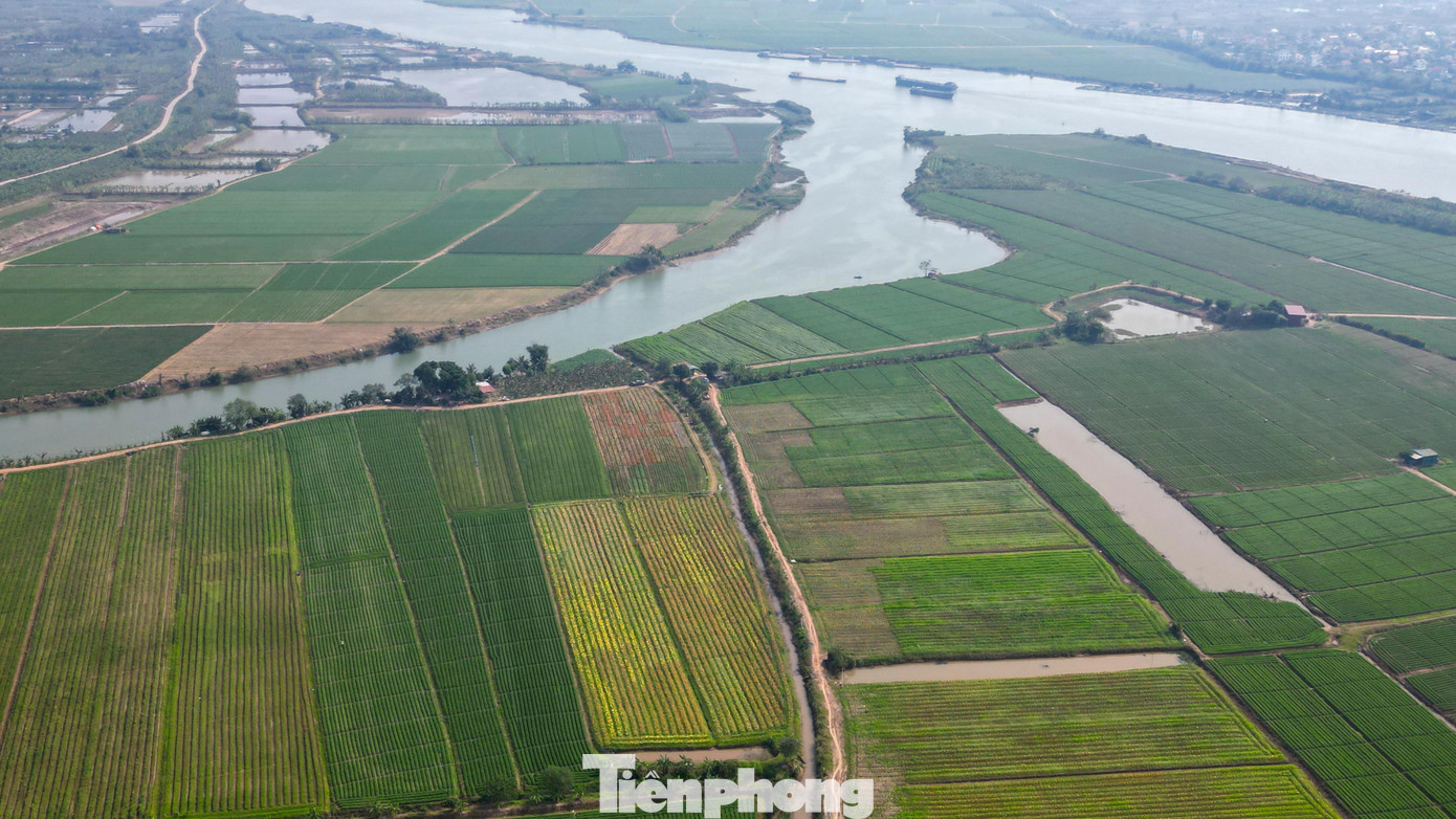 Ngỡ ng&agrave;ng c&aacute;nh đồng hoa ly b&ecirc;n s&ocirc;ng Kinh Thầy- Ảnh 17.