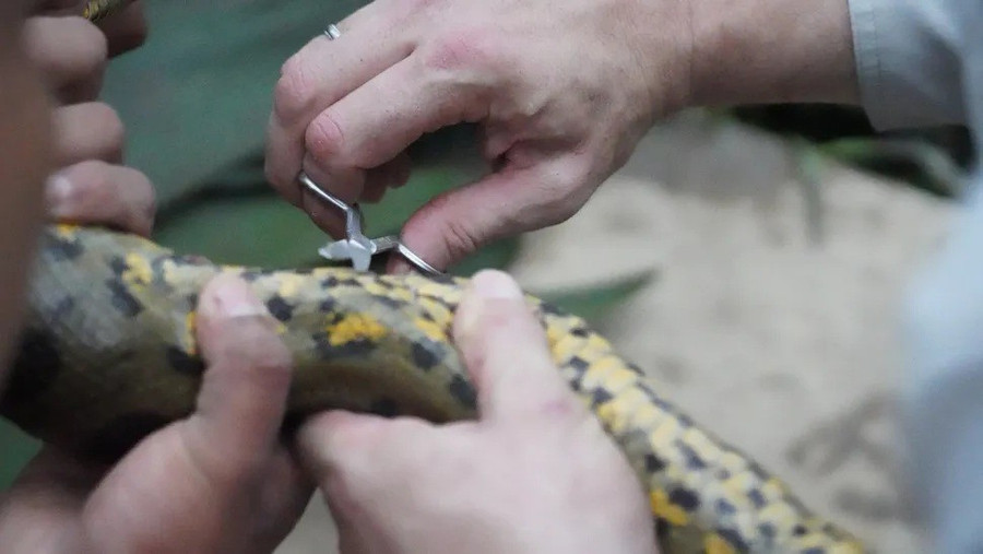 Trăn khổng lồ mới lộ diện trong rừng Amazon khiến giới khoa học sửng sốt- Ảnh 2.